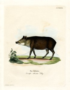 White-lipped Peccary by German School