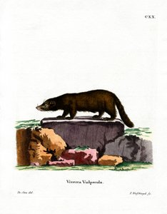 White-nosed Coati by German School