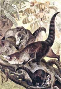 White-nosed Coati, plate from 