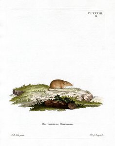 White-toothed Shrew by German School