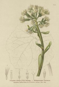 White Butterbur