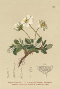 White Dryas by German School