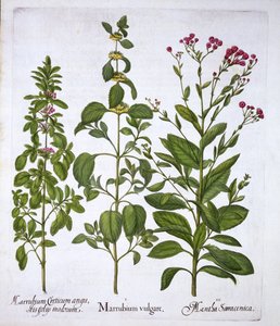 White Horehound, Horehound and Mint, from Hortus Eystettensis