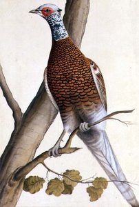 White Pheasant