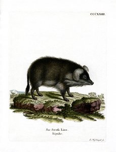 Wild Boar by German School