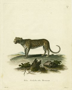 Wild Cat