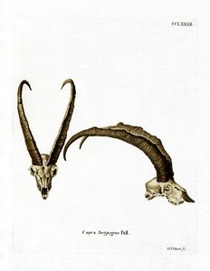 Wild Goat Horns