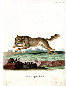 Wolf by German School