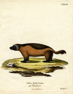 Wolverine by German School