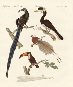 Wonderful birds by German School