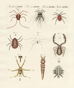 Wonderful insects by German School
