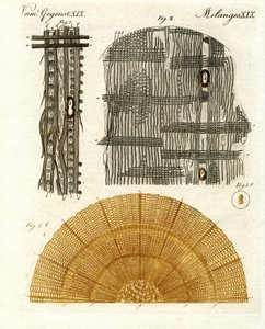 Wood Anatomy by German School
