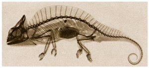 X Ray of a Chameleon by German School