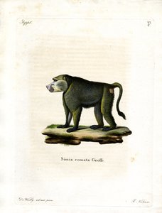 Yellow Baboon by German School