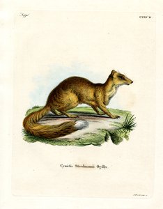 Yellow Mongoose by German School