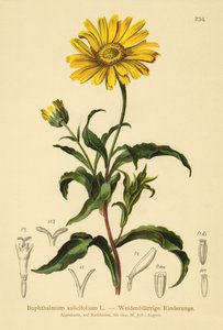 Yellow Ox-eye by German School