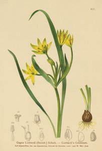 Yellow Star-of-Bethlehem
