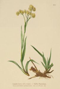 Yellow Wood-Rush by German School