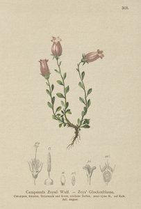 Zois Bellflower by German School