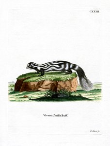 Zorilla by German School