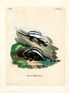 Zorilla by German School