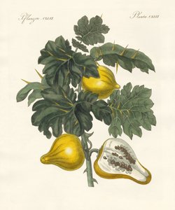 Nipplefruit