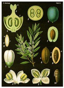 Olive