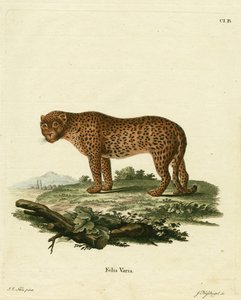 Panther by German School