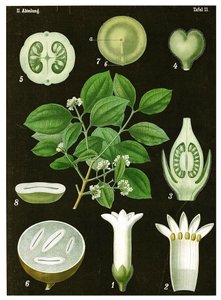 Strychnine Tree