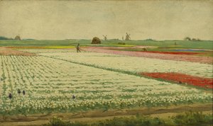 Tulip Fields