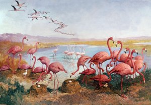 Pink flamingoes by Gerritt Vandersyde