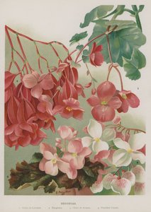 Begonias
