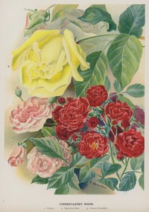 Conservatory Roses