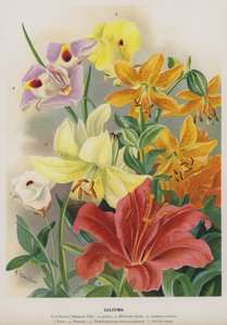 Lilies