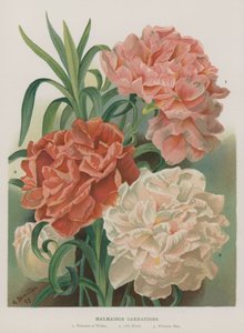 Malmaison Carnations