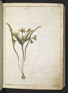A plant with yellow flowers, from "Paintings of Flora of the Roman States" by Gherardo Cibo by Gherardo Cibo