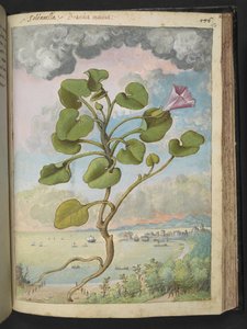 Calystegia Soldanella, from 