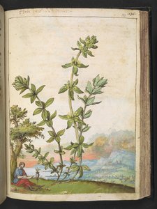Cruciata Laevipes, from 