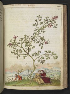 Fumaria gaillardotii, from 