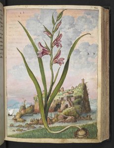 Gladiolus Italicus, from "Paintings of Flora of the Roman States" by Gherardo Cibo by Gherardo Cibo
