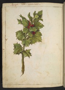 Ilex aquifolium (Holly), from Paintings of Flora of the Roman States by Gherardo Cibo