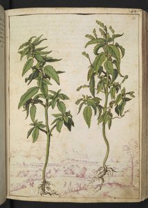Mercurialis annua, from Paintings of Flora of the Roman States by Gherardo Cibo