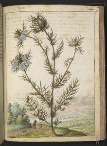 Nigella damascena, from 