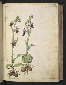 Orchis: A plant with white and pink flowers, from 