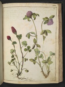 Trifolium incarnatum & Trifolium pratens, from 