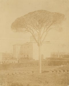 Tree in Formal Garden Outside Palazzo, 1860s-70s by Giacomo Caneva