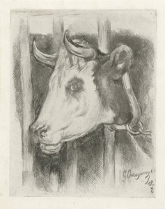 Head of a Cow