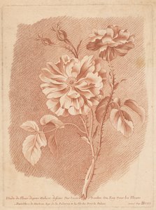 Flowers (Study of Flowers from Nature Drawn by Tessier, Painter to the King for Flowers) by Gilles Demarteau