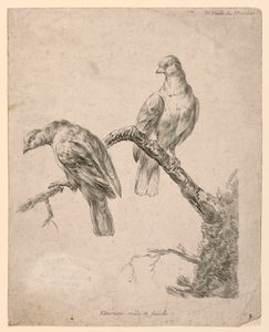 Two Birds on a Branch