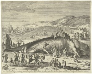 Stranded Whale at Berckhey, 1598